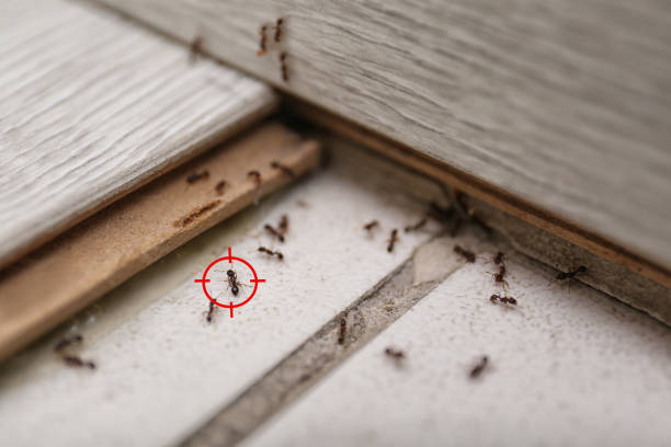 Best Pest Control for Restaurants  in Hollister, CA